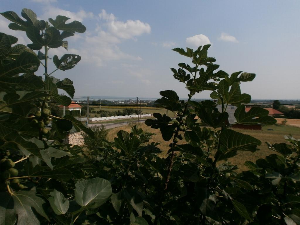 Feher Rozsa Apartman Cserszegtomaj Oda fotoğraf